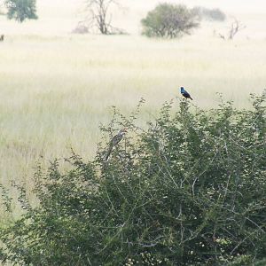 Superb Starling with Red-billed Hornbill