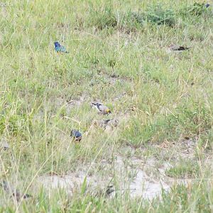 Superb Starlings and Wattled Starlings
