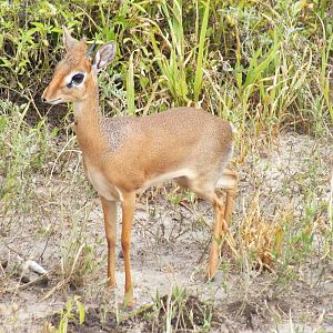 Kirk's Dik-dik