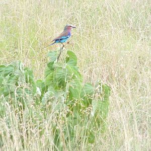 Lilac-breasted Roller