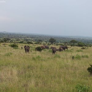 Elephant Herd