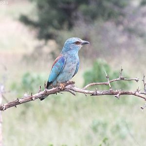 European Roller
