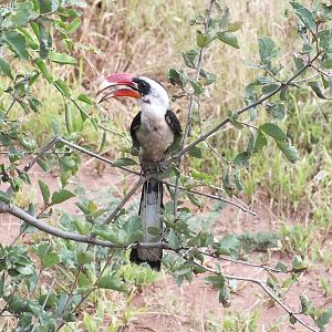 Von-der-decken's Hornbill