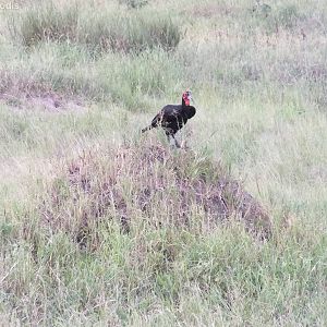Southern Ground Hornbill