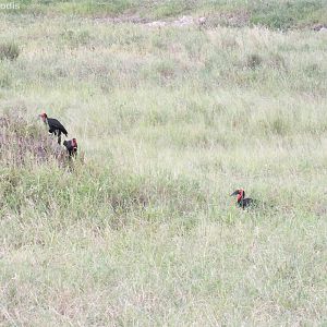Southern Ground Hornbill Group