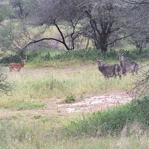 Waterbuck and Impala