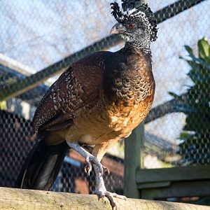 Great curassow : Hamerton : 18 Jan 2015