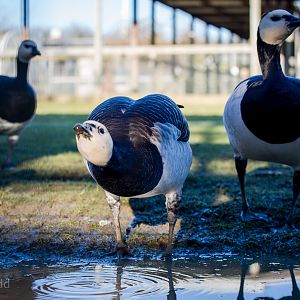 Barnacle geese : Hamerton : 18 Jan 2015