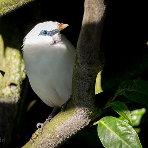 Rothschilds mynah : Hamerton : 18 Jan 2015