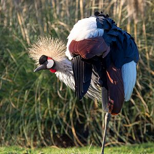 East African crowned crane : Hamerton : 18 Jan 2015