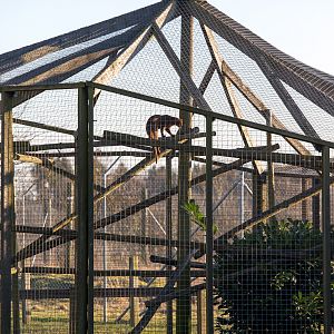 Jaguarundi (exhibit) : Hamerton : 18 Jan 2015