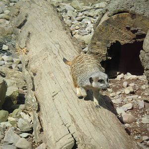 Fota Visit April2014