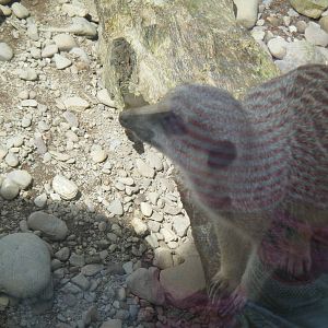 Fota Visit April2014