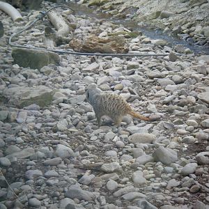 Fota Visit April2014