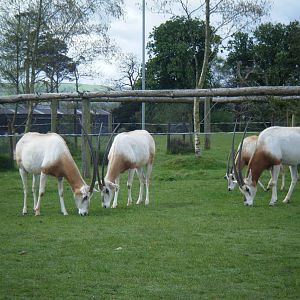 Fota Visit April2014