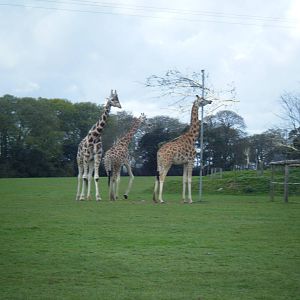 Fota Visit April2014