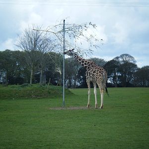 Fota Visit April2014