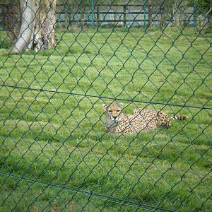 Fota Visit April2014