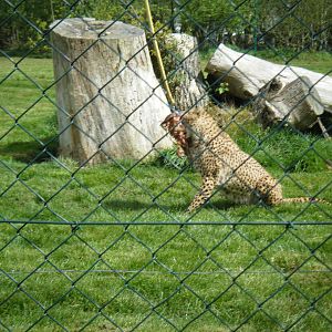 Fota Visit April2014