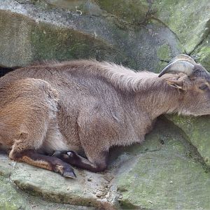 West Himalayan Tahr (Hemitragus jemlahicus) at Zoo Berlin - 6th April 2014