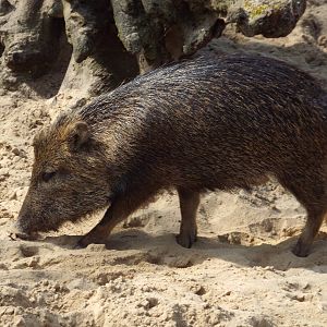 Southern White-lipped Peccary (Tayassu pecari albirostris) at Zoo Berlin -