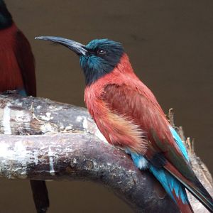 Northern Carmine Bee-eater (Merops nubicus) at Zoo Berlin - 6th April 2014