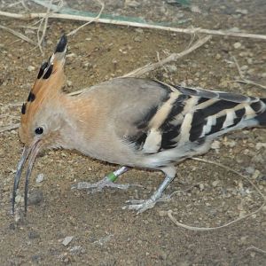 Common Hoopoe (Upupa epops) at Zoo Berlin - 6th April 2014