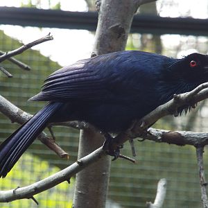 Trumpet Manucode (Manucodia keraudrenii) at Zoo Berlin - 6th April 2014