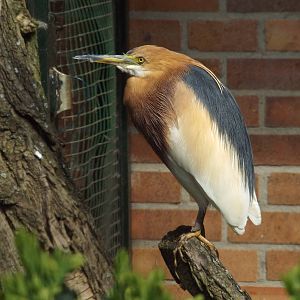 Javan Pond-heron (Ardeola speciosa) at Zoo Berlin - 6th April 2014