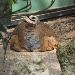 East African White-bellied Bustard (Eupodotis senegalensis erlangeri) at Zo