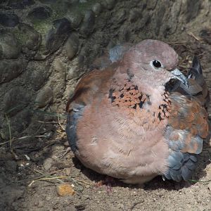 Laughing Dove (Streptopelia senegalensis) at Zoo Berlin - 6th April 2014