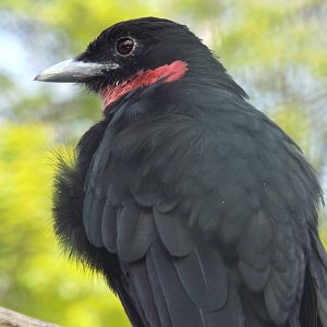 Purple-throated Fruitcrow (Querula purpurata) at Zoo Berlin - 6th April 201
