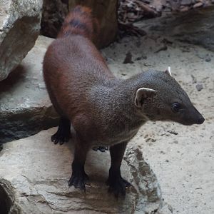 Ring-tailed Vontsira (Galidia elegans) at Zoo Berlin - 6th April 2014