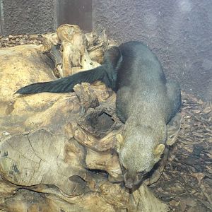Tayra (Eira barbara) at Zoo Berlin - 6th April 2014
