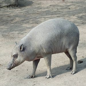 Sulawesi Babirusa (Babyrousa celebensis) at Zoo Berlin - 6th April 2014