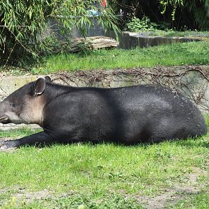 Baird's Tapir (Tapirus bairdii) at Zoo Berlin - 6th April 2014