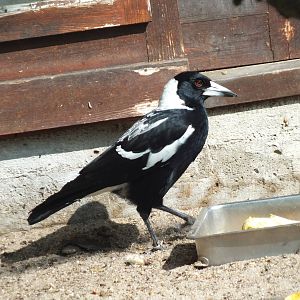 White-backed Magpie (Gymnorhina tibicen hypoleuca) at Zoo Berlin - 6th Apri