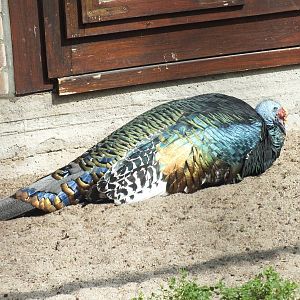 Ocellated Turkey (Meleagris ocellata) at Zoo Berlin - 6th April 2014