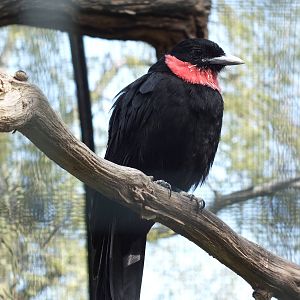 Purple-throated Fruitcrow (Querula purpurata) at Zoo Berlin - 6th April 201
