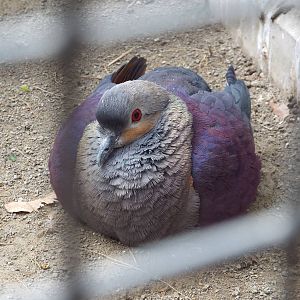 Crested Quail-dove (Geotrygon versicolor) at Zoo Berlin - 6th April 2014
