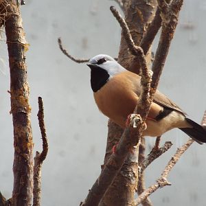 Black-throated Finch (Poephila cincta) at Zoo Berlin - 6th April 2014