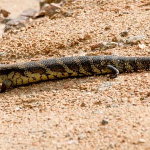 Eastern Bluetongue Skink