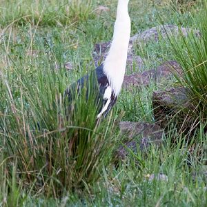 White-necked Heron