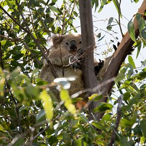 Koala