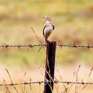Australasian Pipit
