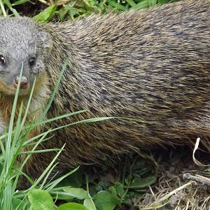 gambian mongoose