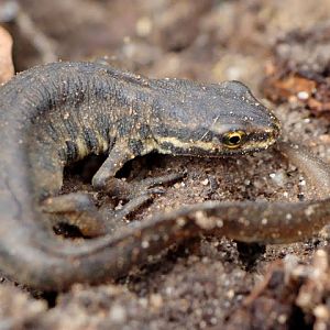 Lissotriton vulgaris