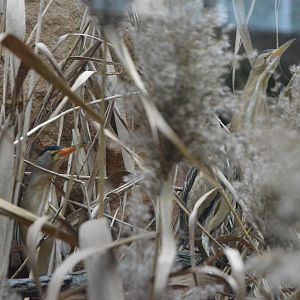 Little bittern Ixobrychus minutus