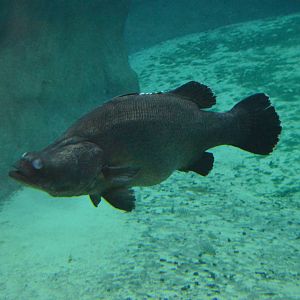 Nile perch Lates niloticus