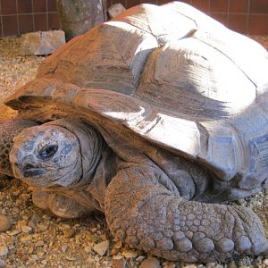 Aldabran Giant Tortoise 2015